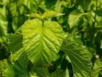 夏天養(yǎng)蠶桑葉一會(huì)就干了怎么辦？