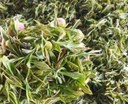 臨沂特產(chǎn)送人必買清單？