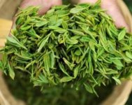 茶樹產(chǎn)量高嗎？一畝產(chǎn)多少斤？