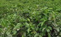 2024年4月茶樹最新詳情：茶樹過度種植、供過于求