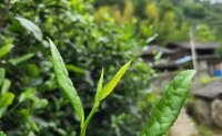 4月19日最新咨詢：“七安紅”春茶開始采收，新